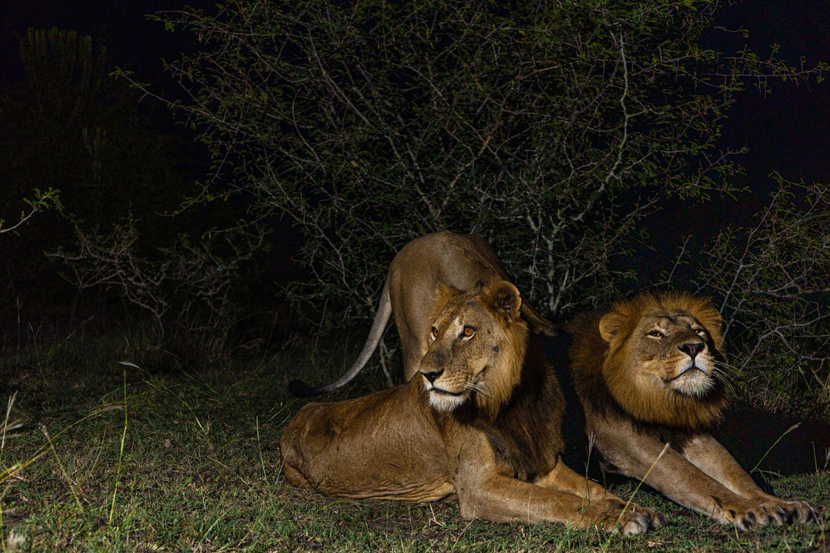 A Groundbreaking Discovery for the Kyambura Lion Monitoring Project