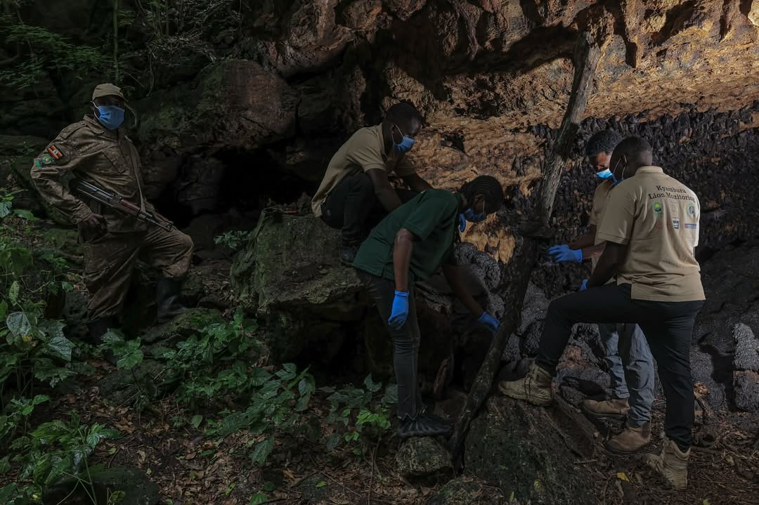 Volcanoes Safaris Partnership Trust and Kyambura Lion Monitoring Project in Adventure.com