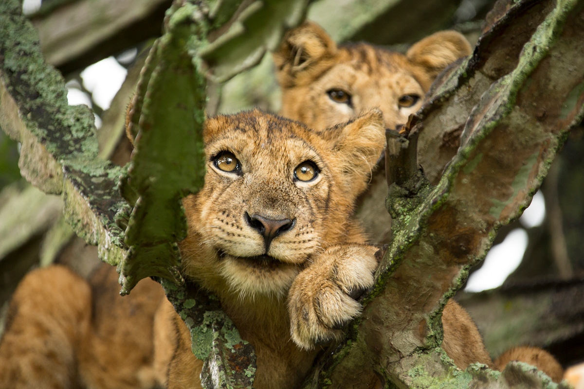 Exclusive Big Cat Photography Safari in Uganda with Dr Alexander Braczkowski