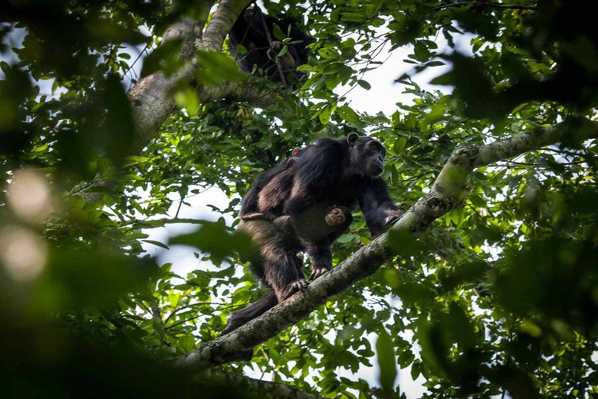 Mysterious Visitor Over Breakfast in Bwindi!