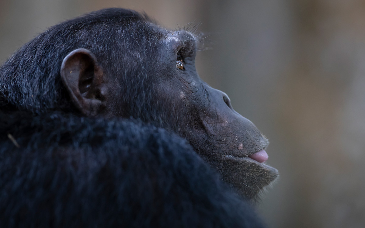New video release: Protecting the Lost Gorge of Kyambura