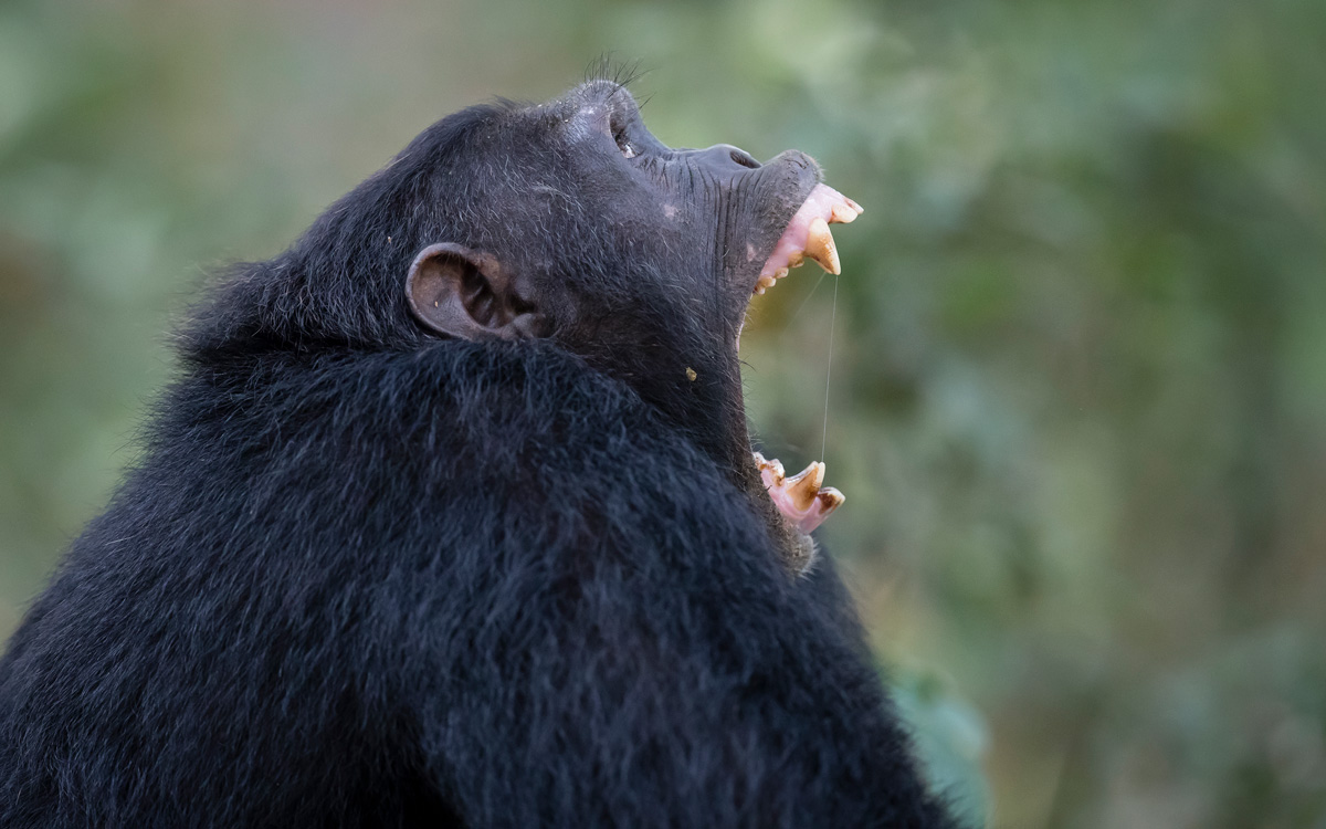 Volcanoes Safaris celebrates World Chimpanzee Day 2019
