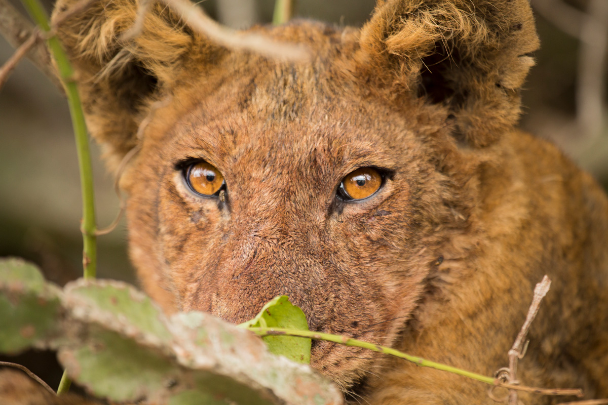 Big Cat Photography Safari with Dr Alexander Braczkowski