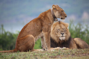 Tibu and Jacob Take Over the Mweya Peninsula