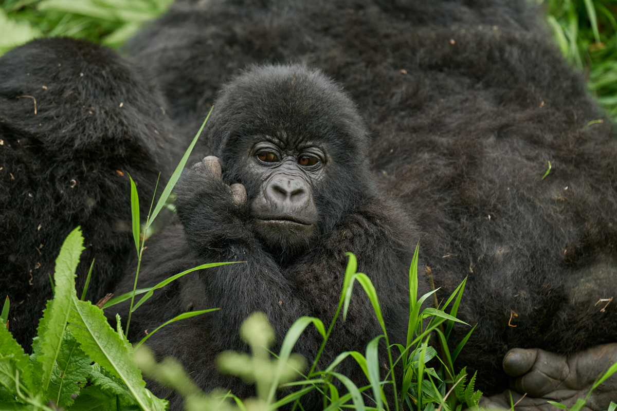 Volcanoes Safaris 2024 Christmas Offer