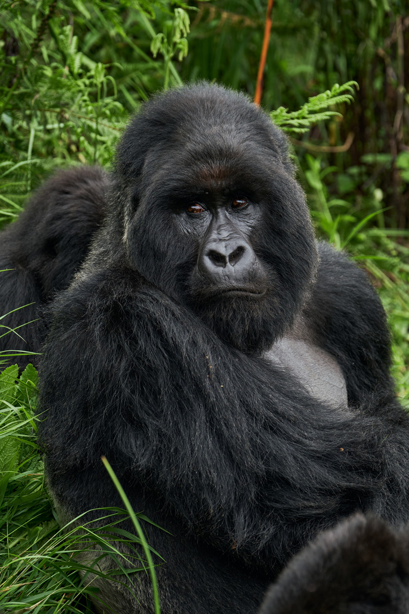The Challenge of Sustainable Gorilla and Chimpanzee Conservation and Ecotourism