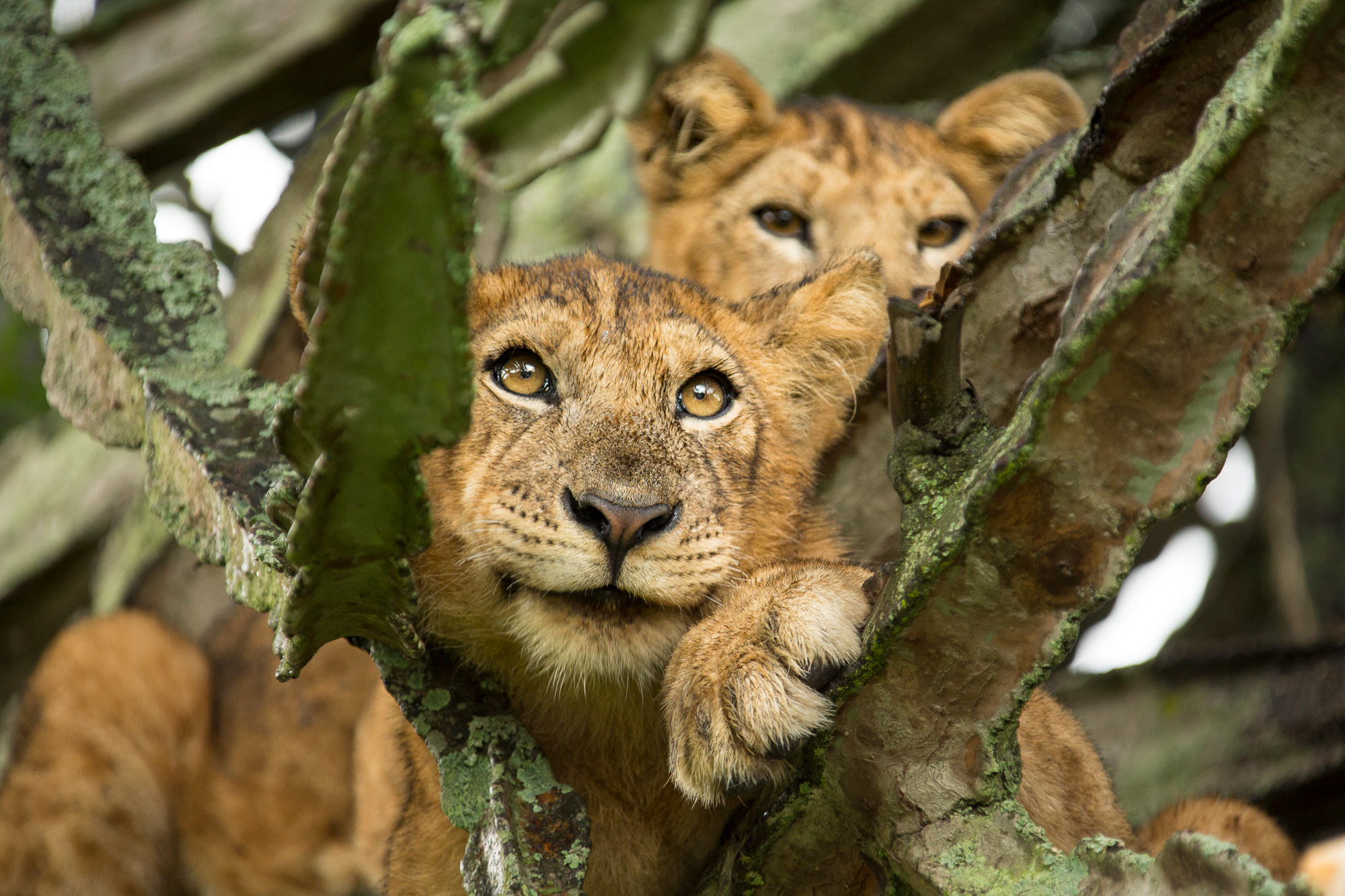 Volcanoes Safaris in The Wall Street Journal 