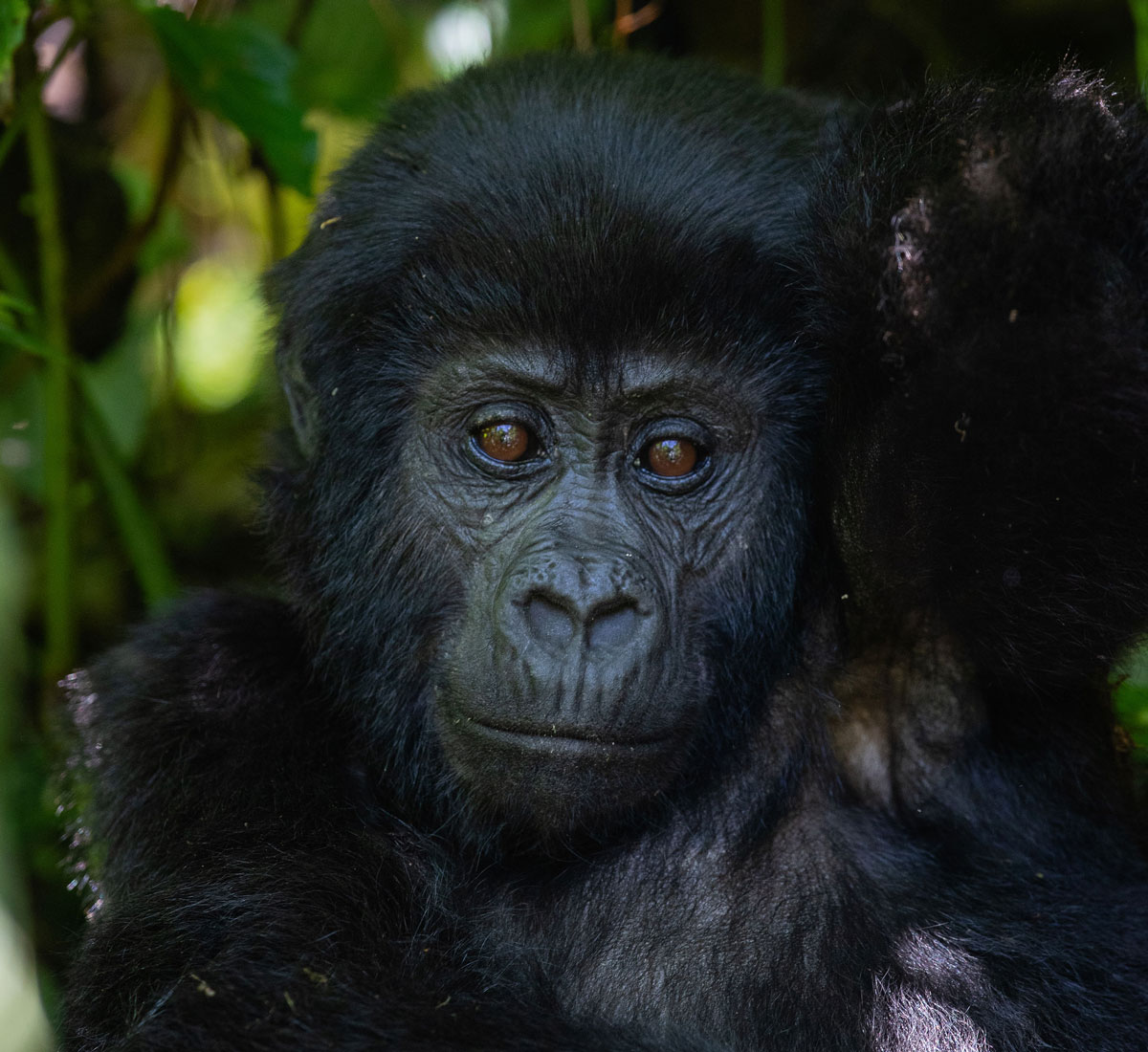 Kwita Izina and World Gorilla Day