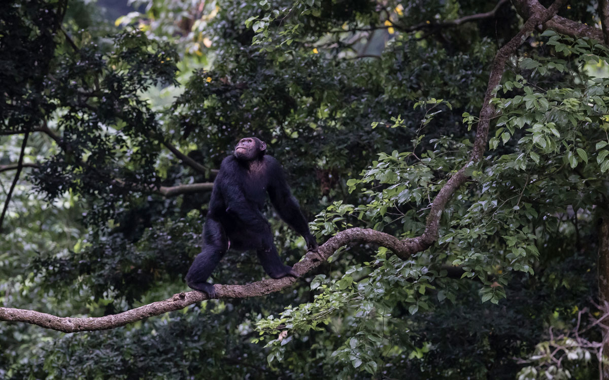 Volcanoes Safaris and Kibale Lodge in TravelAge West