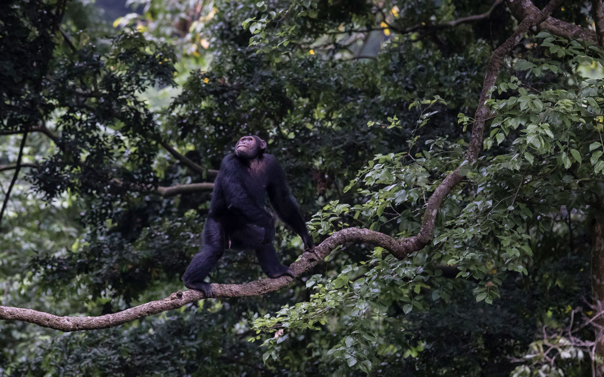 Volcanoes Safaris Kyambura Gorge Lodge in Toronto Star Online