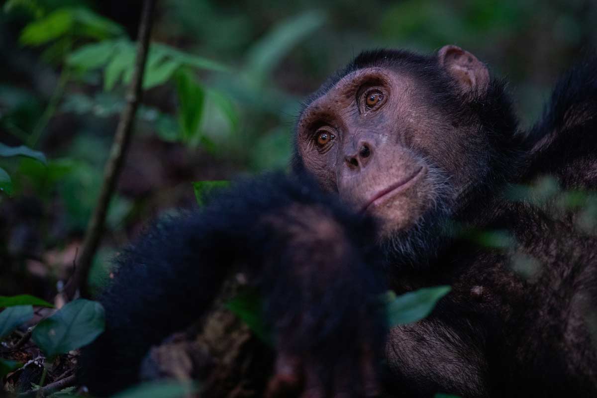 9-night Classic Uganda Safari