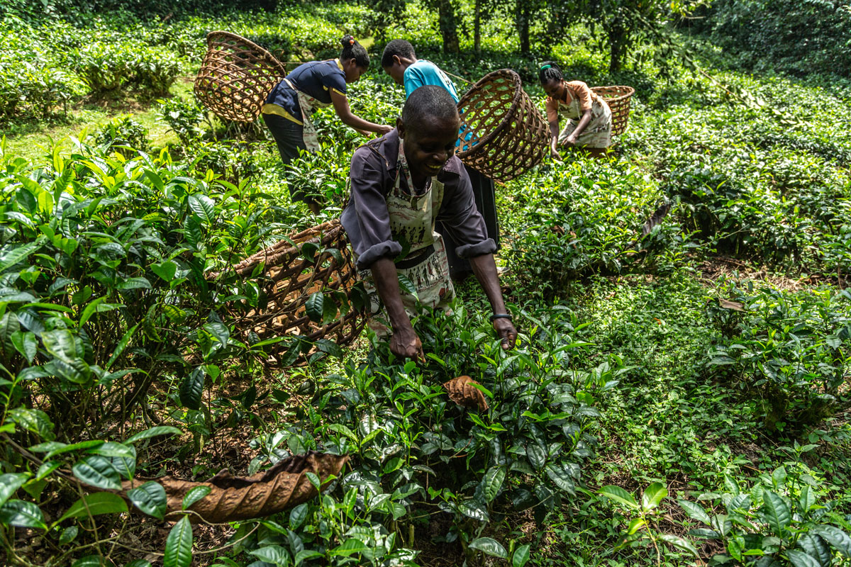 Afar Magazine named Volcanoes Safaris as a Vanguard Honouree and one of the “top visionary companies that are changing the way we travel”. 