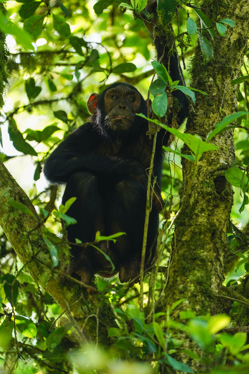 New Chimp Birth in Kyambura Gorge!
