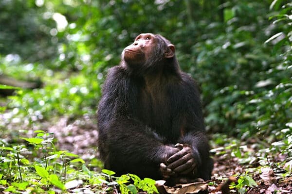 Volcanoes Safaris Featured In LA Family Travel