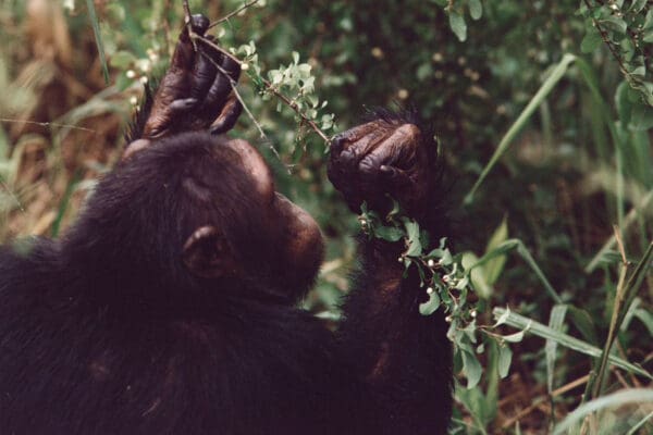 Volcanoes Safaris featured in Independent