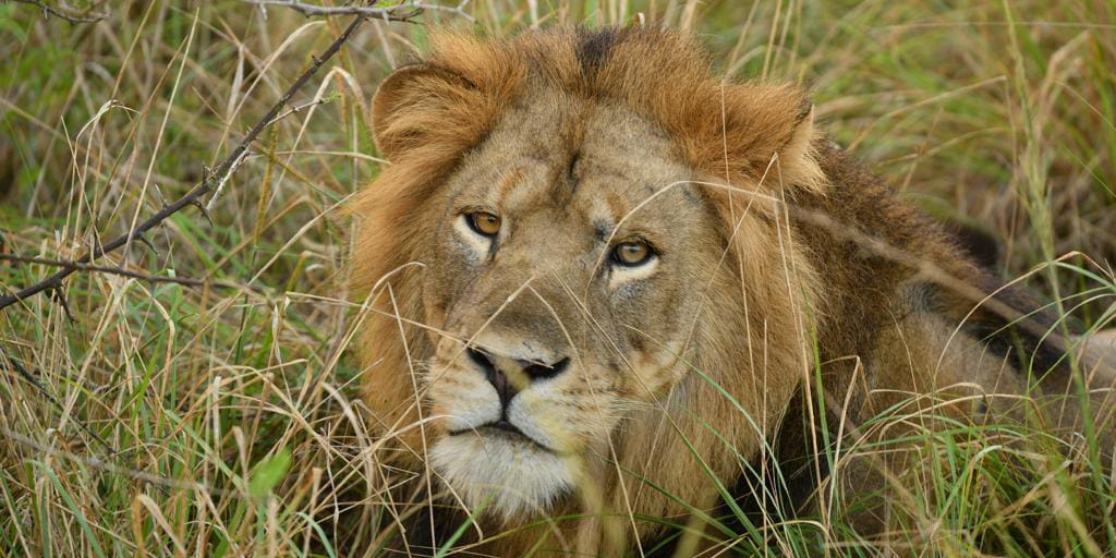 Lion Recovery Fund