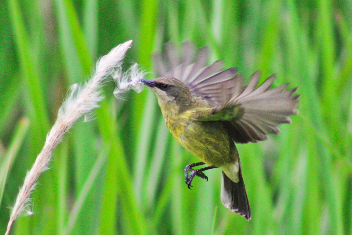Uganda is Declared a Birding Hub!