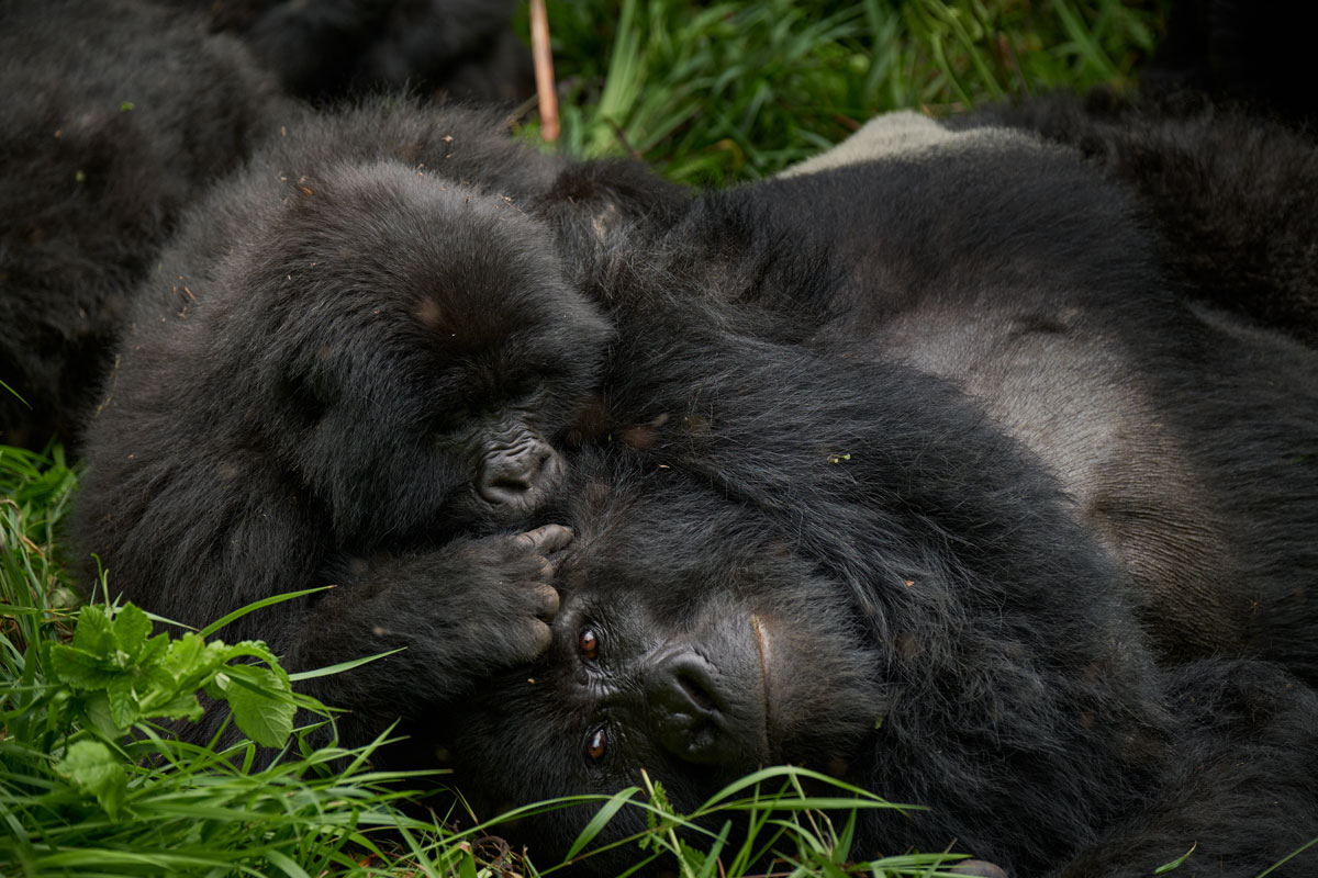 Volcanoes Safaris celebrates World Gorilla Day!