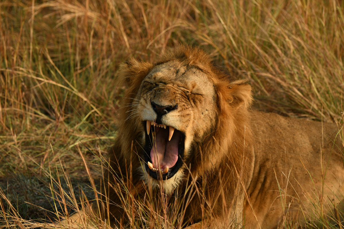 August 2024 Field Update: Kyambura Lion Monitoring Project