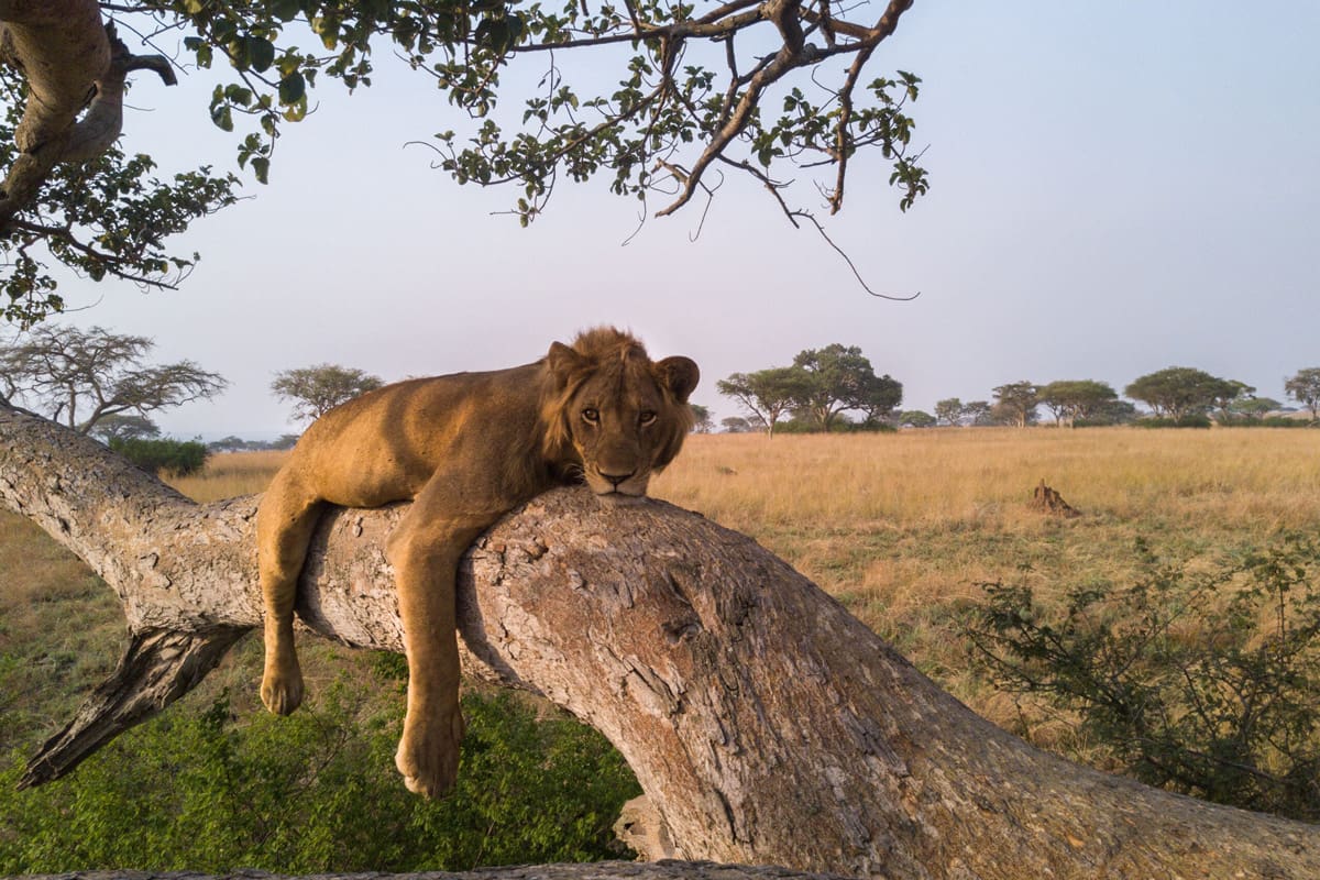 Update on the 2023 Kyambura Lion Survey