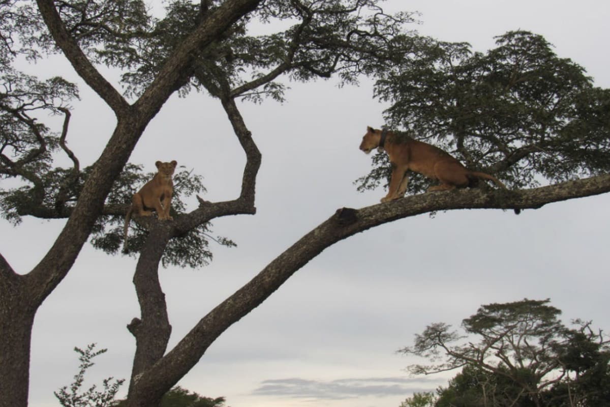 Sixteen Tree Climbing Lions on one tree