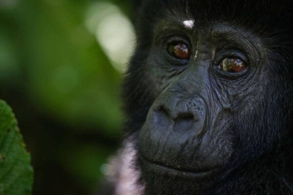 Volcanoes Safaris in Extraordinary Moments