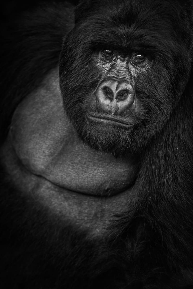Embrace The High ISO