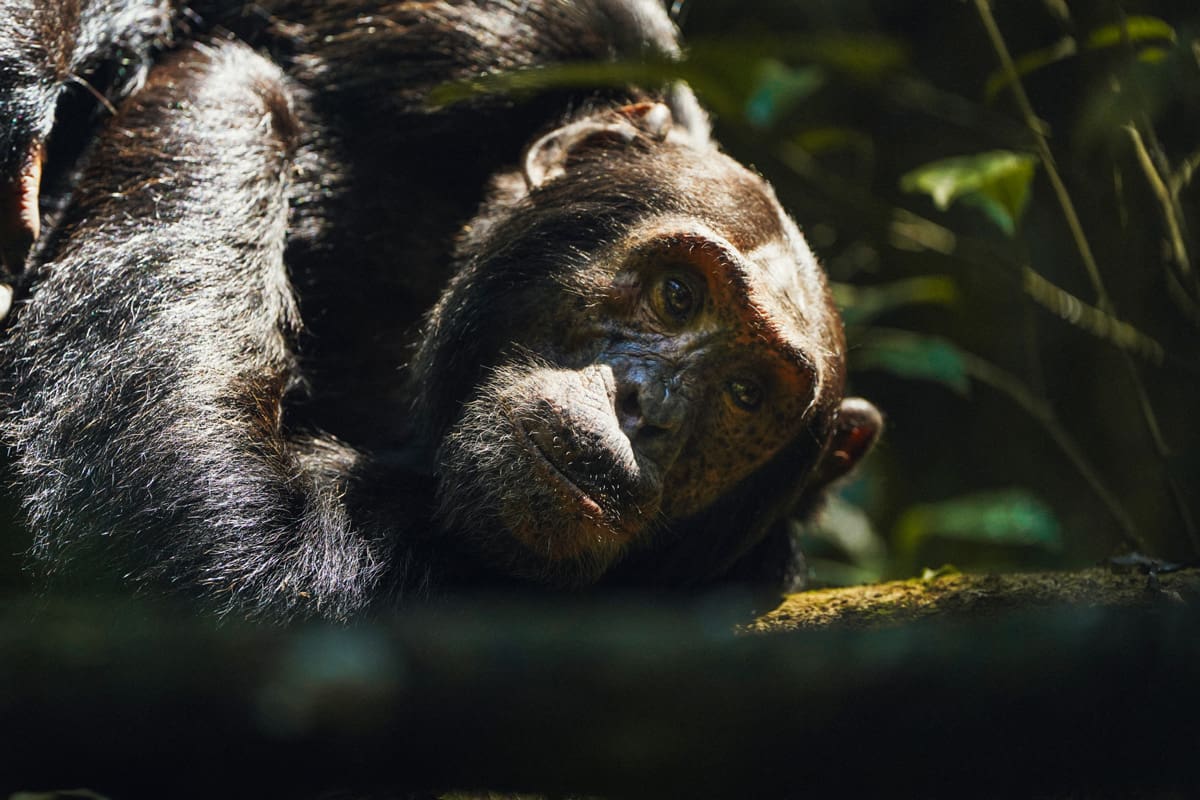 Complimentary Gorilla Permit at Mount Gahinga and night at Kibale Lodge