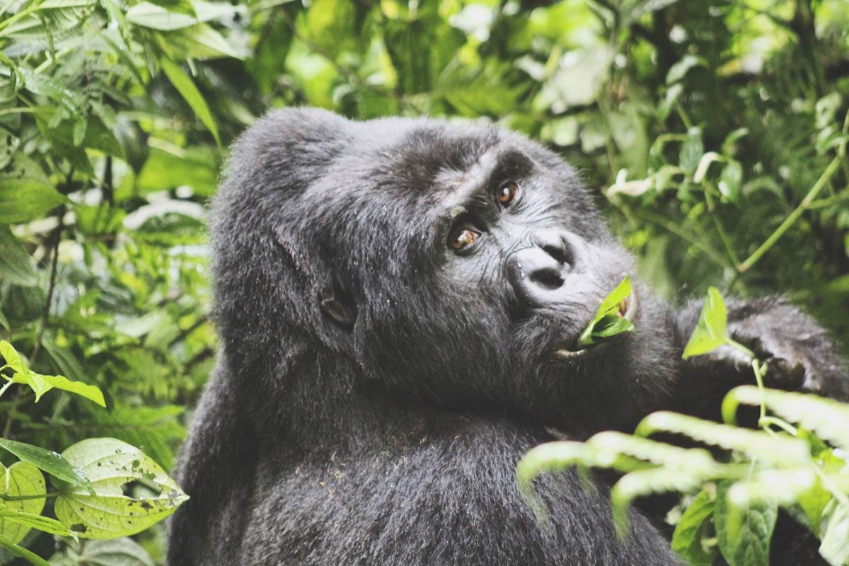 Volcanoes Safaris Featured in National Geographic Expeditions