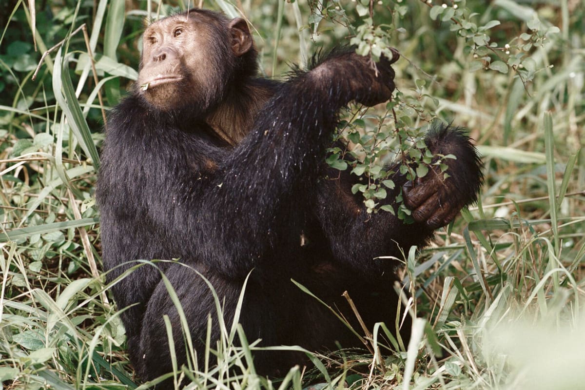 Volcanoes Safaris featured in East End Taste