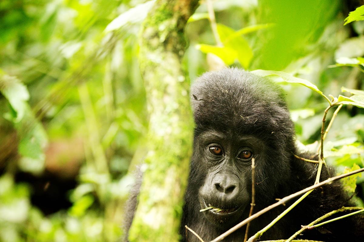 Nyakagezi Gorilla Group