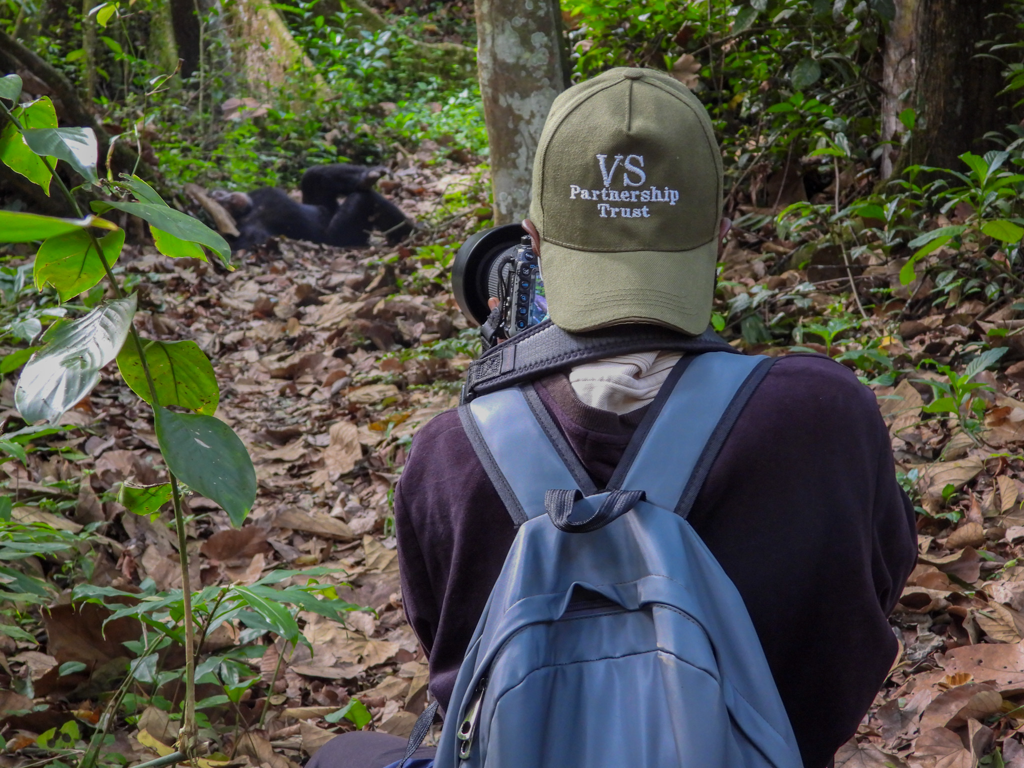 Volcanoes Safaris’ new Chimpanzee Project in Adventure Travel News