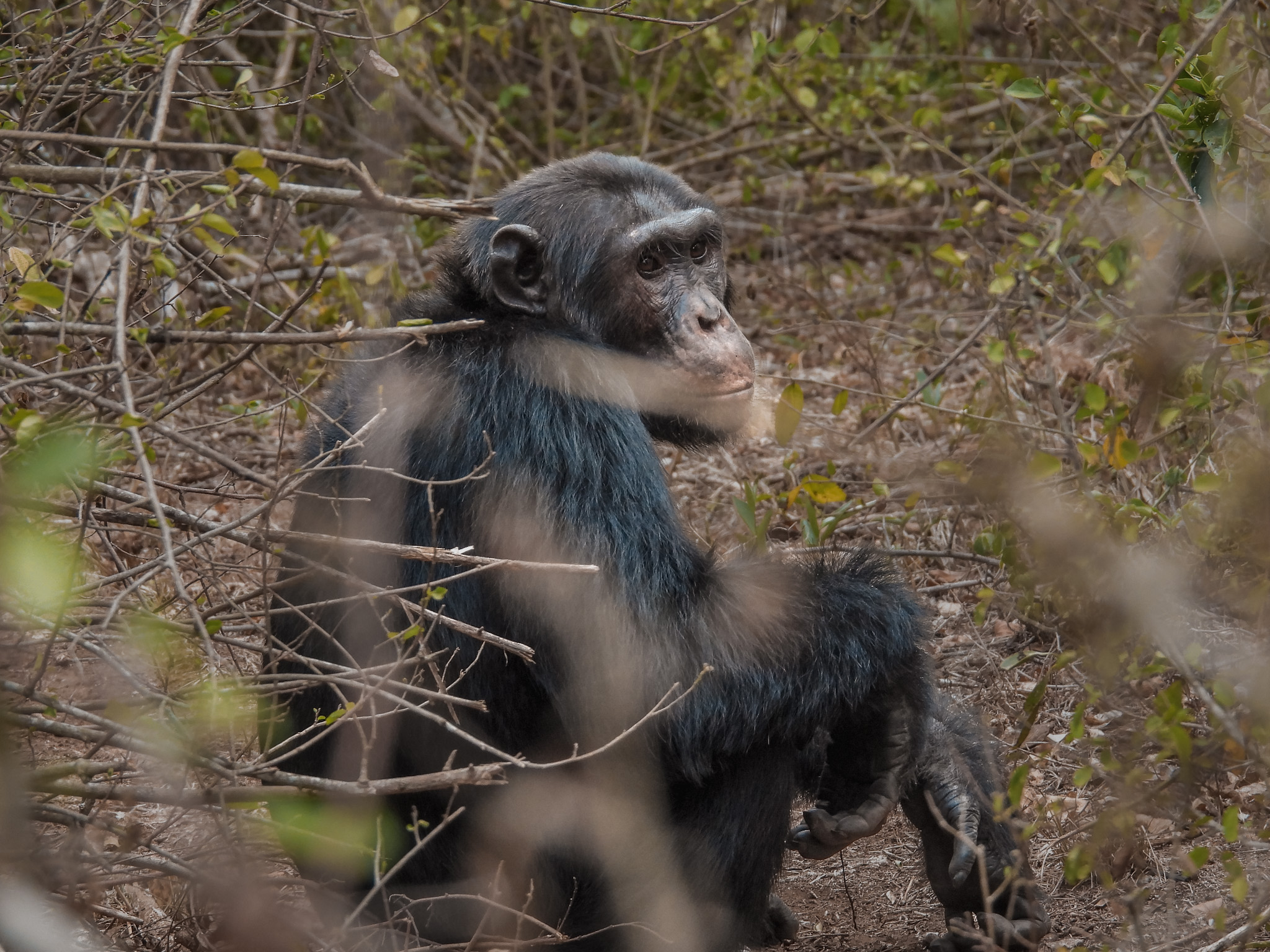 Volcanoes Safaris Featured in Daily Southern & Eastern African Tourism Update