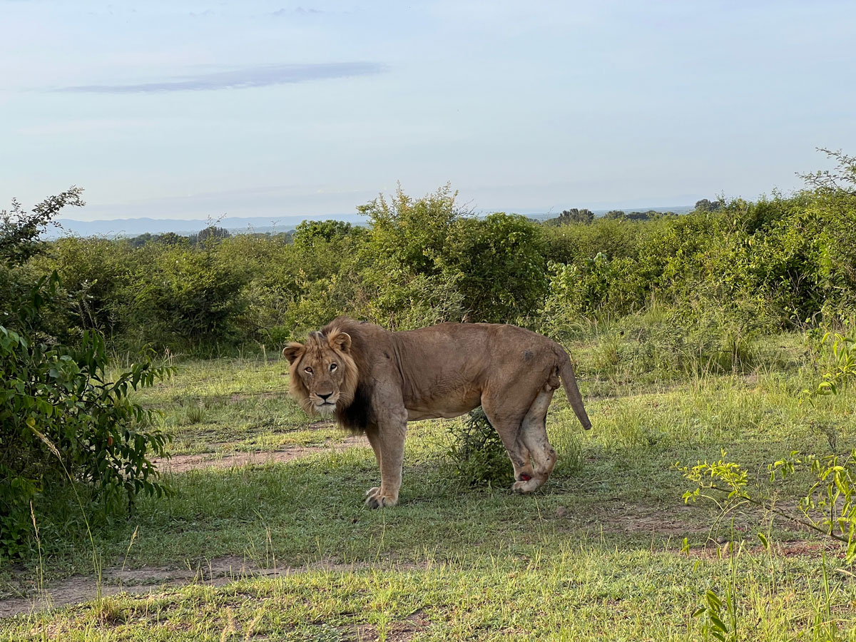  Kyambura Lion Monitoring team  in Forbes syndicated to Yahoo