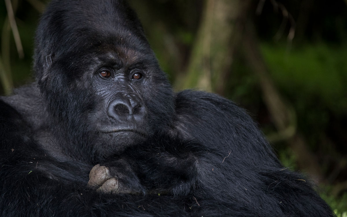 4-night Virunga Gorilla Safari 
