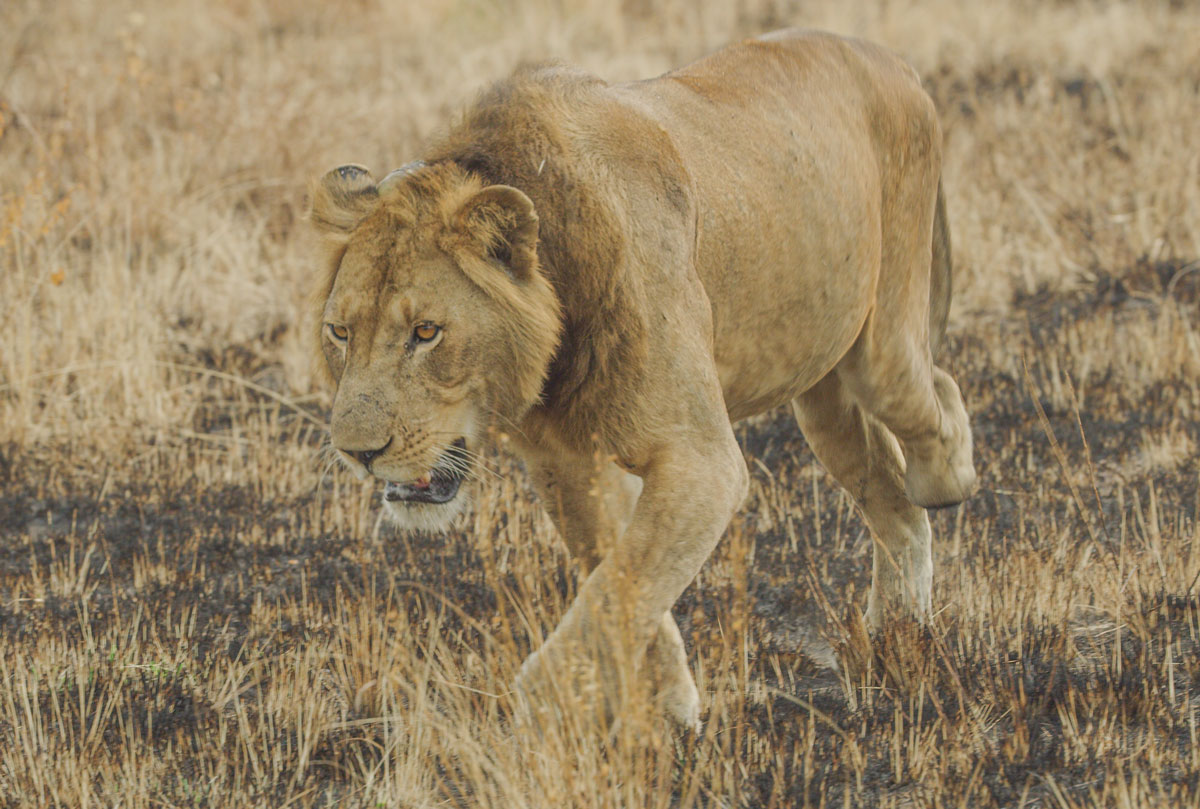 Happy World Lion Day 