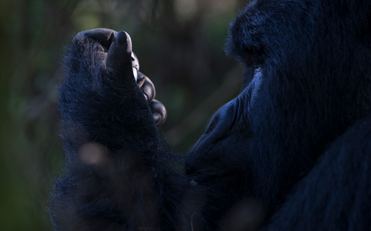 7-night Iconic Great Apes Safari 