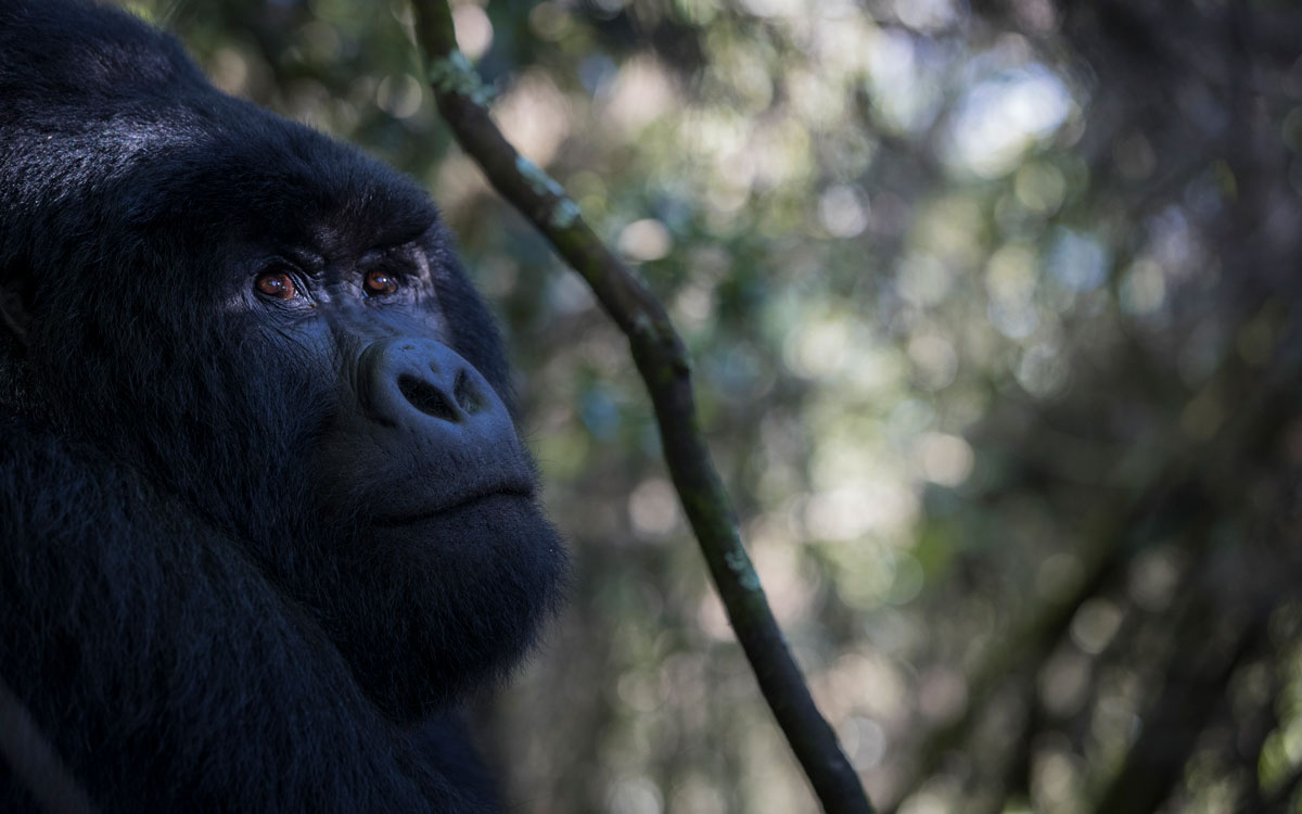 9-night Classic Uganda Safari