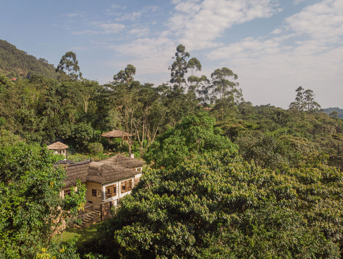 Bwindi Lodge, The Jungle Gorilla Lodge