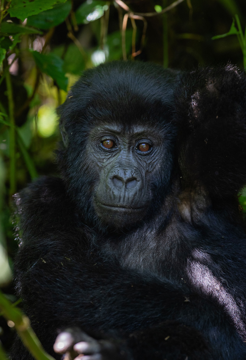 Volcanoes Safaris Featured in Forbes Online, Malaysia Yahoo and Yahoo Australia