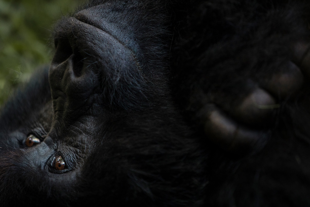 Volcanoes Safaris Featured in Chimp Reports