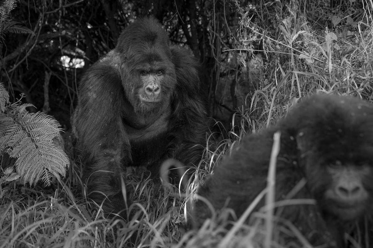 The Gorilla Doctors
