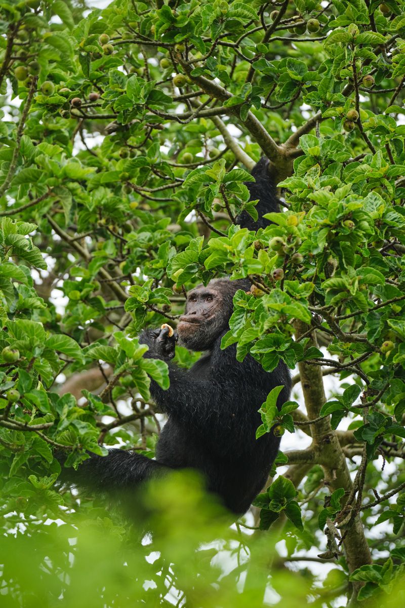 Chimpanzee Habituation