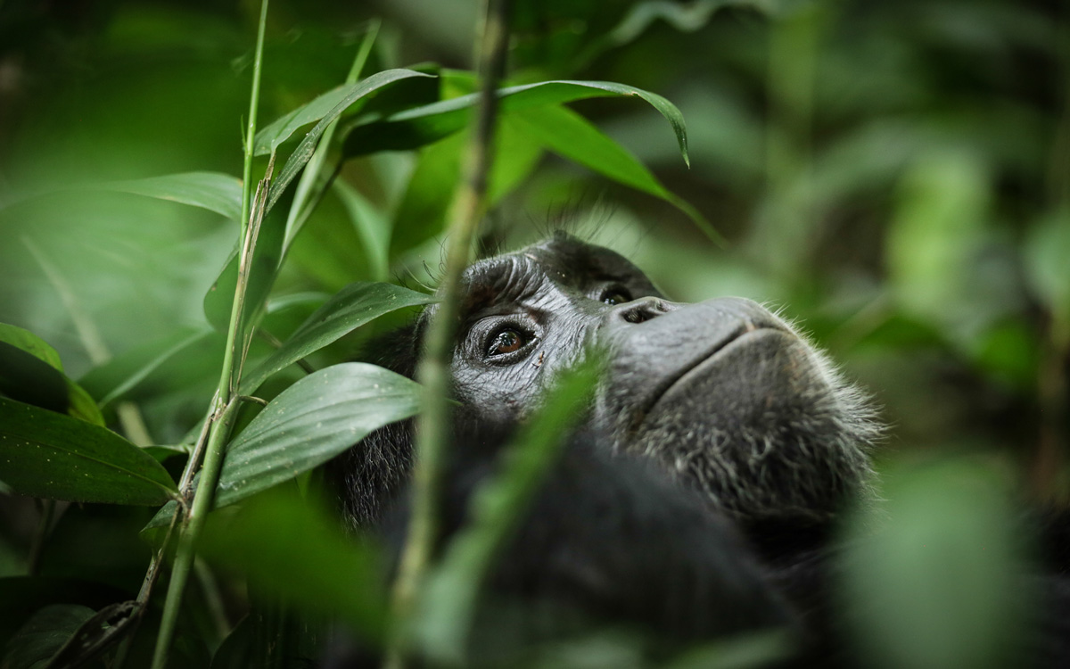 Kibale Lodge, Volcanoes Safaris Partnership Trust and Virunga Lodge are featured in the Elle (Italy)