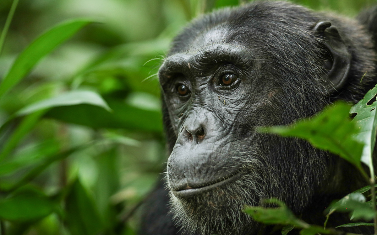 Volcanoes Safaris’ New Chimpanzee Safari in Uganda is featured in AFAR!