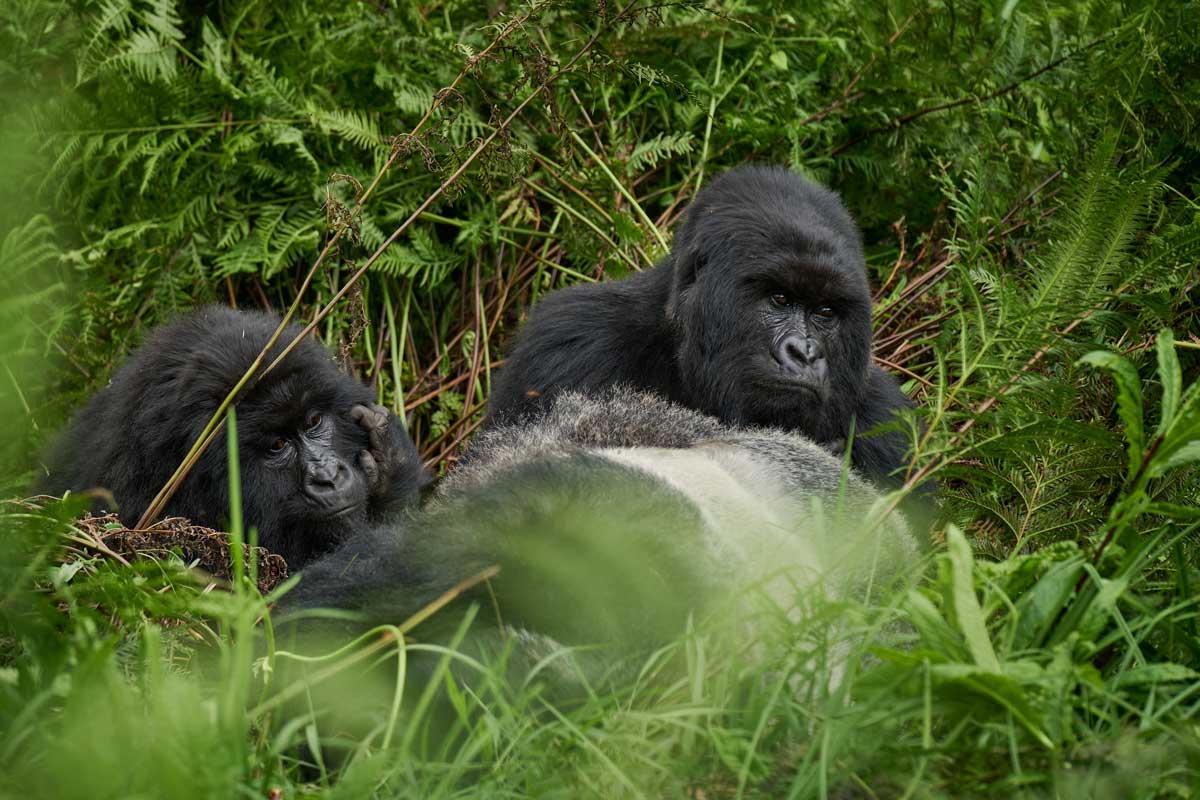 Volcanoes Safaris in Eco Lodges Anywhere