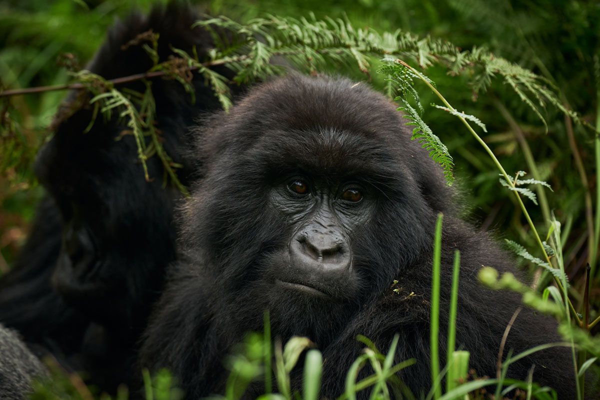 International Primate Day