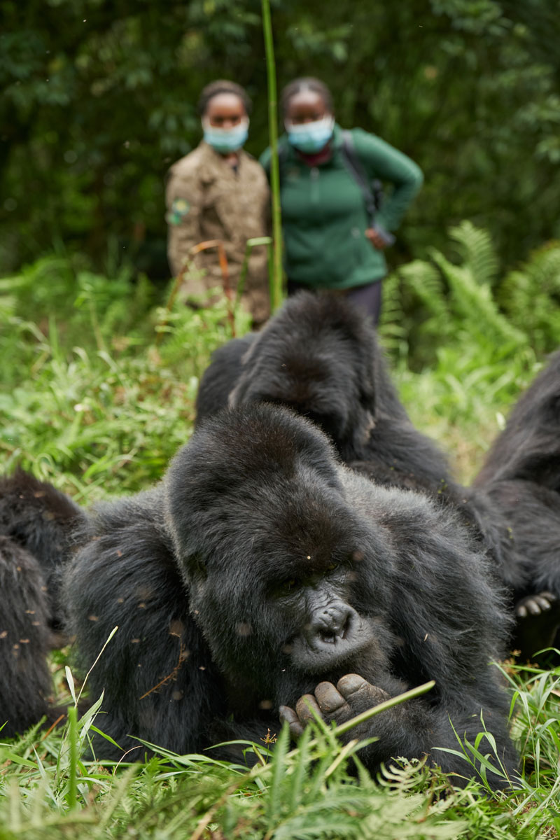 Complimentary Gorilla Permit at Gahinga and night at Kibale Lodge