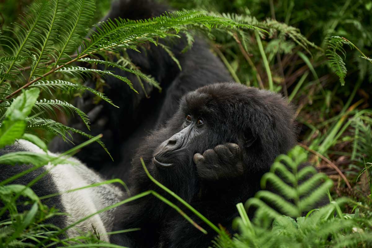 Volcanoes Safaris in The Telegraph