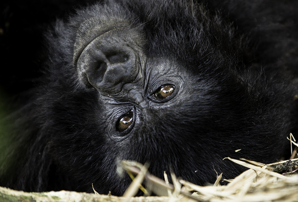 The Gorilla Doctors